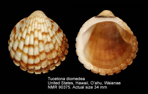 Tucetona diomedea.jpg - Tucetona diomedea (Dall,Bartsch & Rehder,1938)